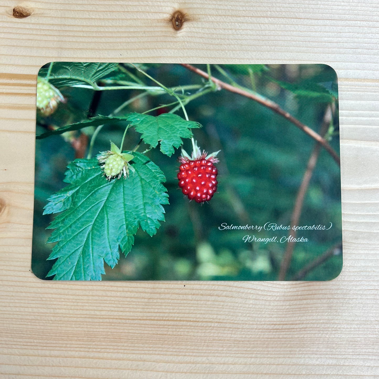Post Cards | Alyssa Olson